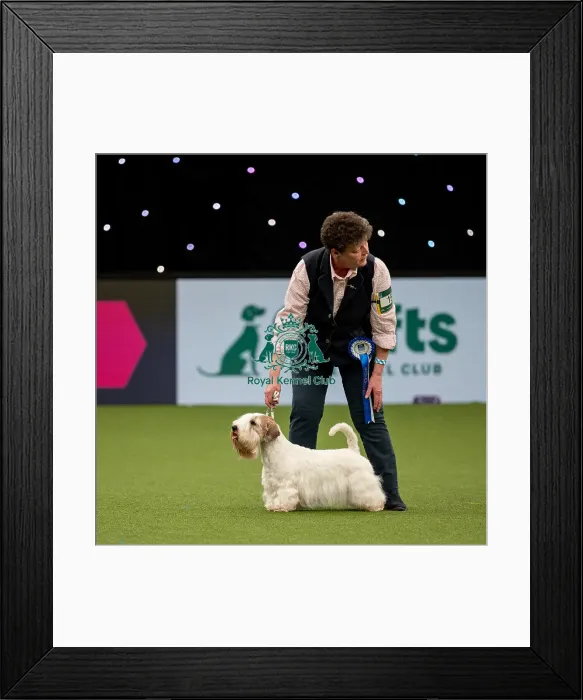 Framed Print : British Vulnerable Breed Competition Crufts 2022 Framed Print : British Vulnerable Breed Competition Crufts 2022