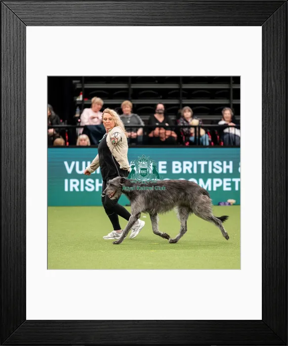 Framed Print : British Vulnerable Breed Competition Crufts 2022 Framed Print : British Vulnerable Breed Competition Crufts 2022