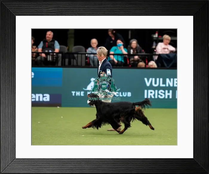 Framed Print : British Vulnerable Breed Competition Crufts 2022 Gundog Group Judging Crufts 2022 Framed Print : British Vulnerable Breed Competition Crufts 2022 Gundog Group Judging Crufts 2022