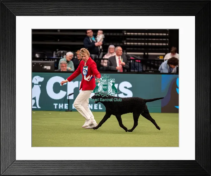 Framed Print : British Vulnerable Breed Competition Crufts 2022 Framed Print : British Vulnerable Breed Competition Crufts 2022