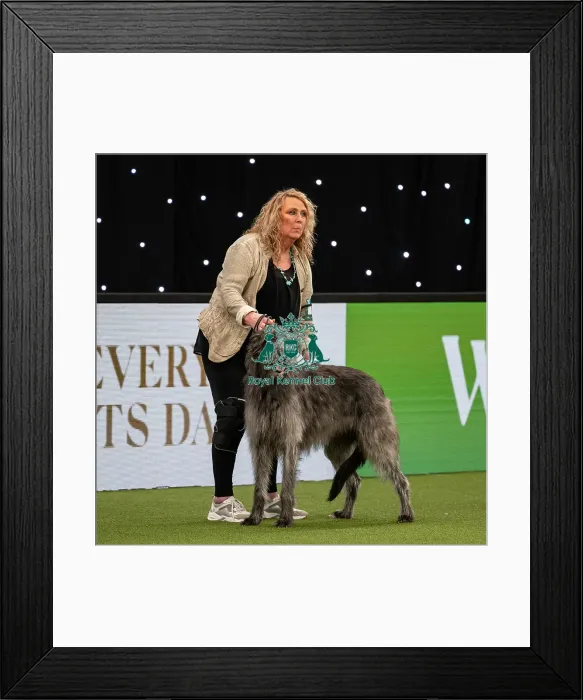 Framed Print : British Vulnerable Breed Competition Crufts 2022 Framed Print : British Vulnerable Breed Competition Crufts 2022