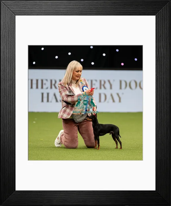 Framed Print : British Vulnerable Breed Competition Crufts 2022 Framed Print : British Vulnerable Breed Competition Crufts 2022