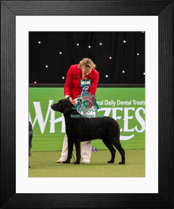 Framed Print : British Vulnerable Breed Competition Crufts 2022 Framed Print : British Vulnerable Breed Competition Crufts 2022