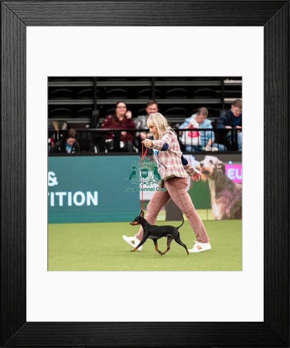 Framed Print : British Vulnerable Breed Competition Crufts 2022 Framed Print : British Vulnerable Breed Competition Crufts 2022