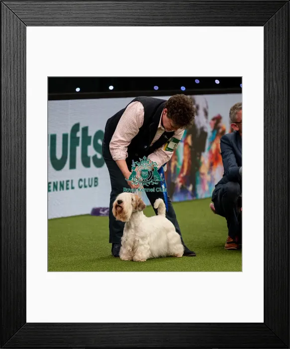 Framed Print : British Vulnerable Breed Competition Crufts 2022