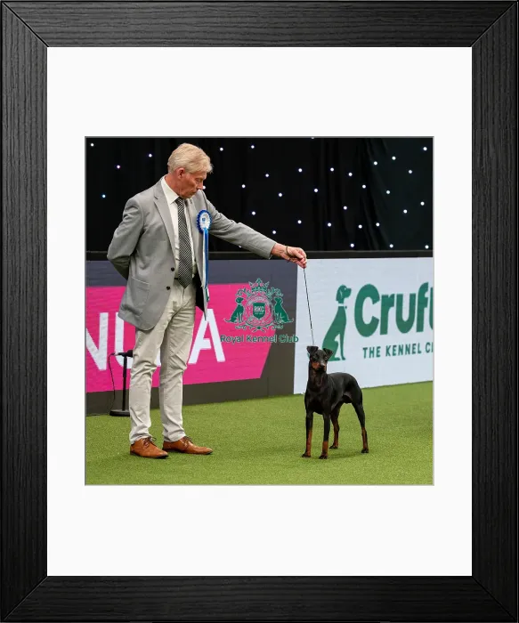 Framed Print : British Vulnerable Breed Competition Crufts 2022 Framed Print : British Vulnerable Breed Competition Crufts 2022