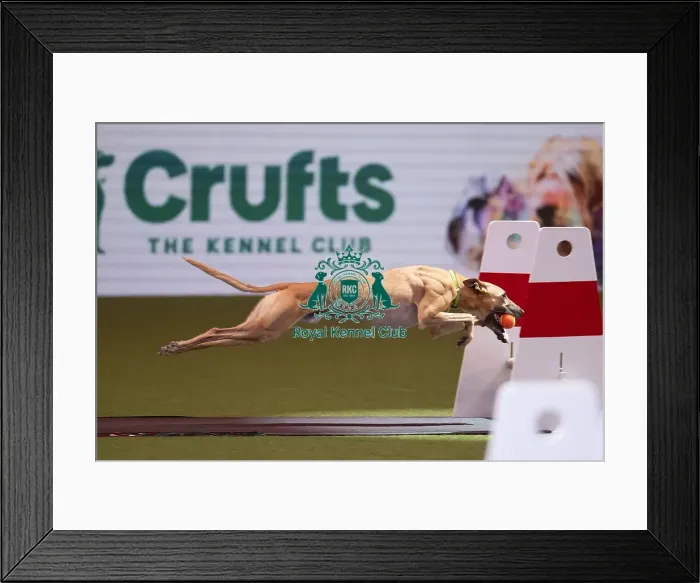 Framed Print : Flyball Crufts 2022 Framed Print : Flyball Crufts 2022