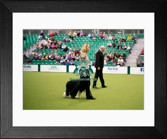 Framed Print : Crufts 2022 Framed Print : Crufts 2022