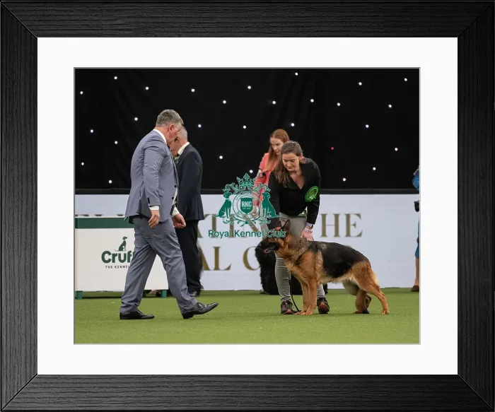 Framed Print : Pastoral Group judging Crufts 2022 Framed Print : Pastoral Group judging Crufts 2022
