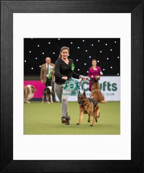 Framed Print : Pastoral Group judging Crufts 2022 Framed Print : Pastoral Group judging Crufts 2022