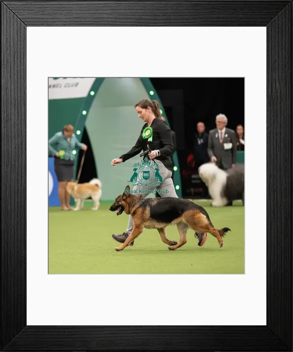 Framed Print : Pastoral Group judging Crufts 2022