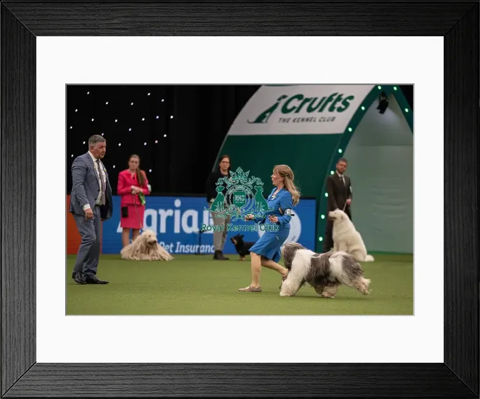 Framed Print : Pastoral Group judging Crufts 2022 Framed Print : Pastoral Group judging Crufts 2022