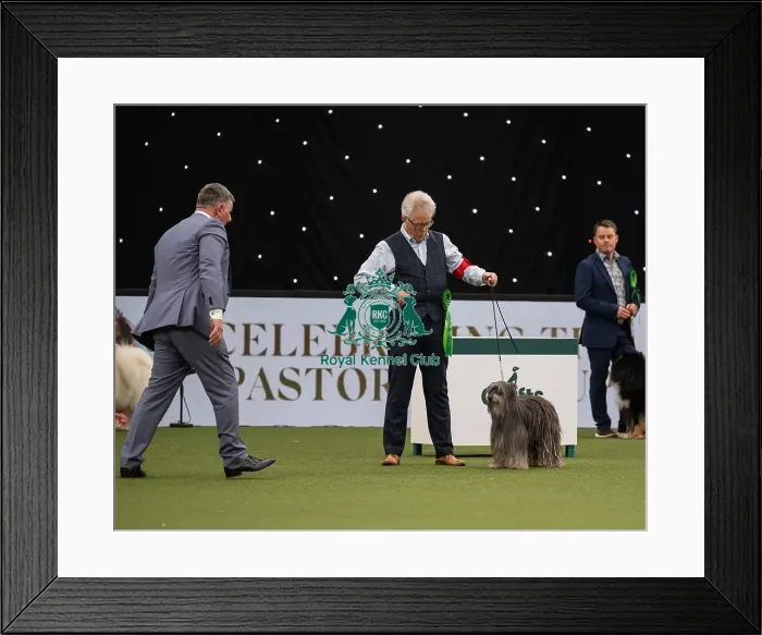 Framed Print : Pastoral Group judging Crufts 2022 Framed Print : Pastoral Group judging Crufts 2022
