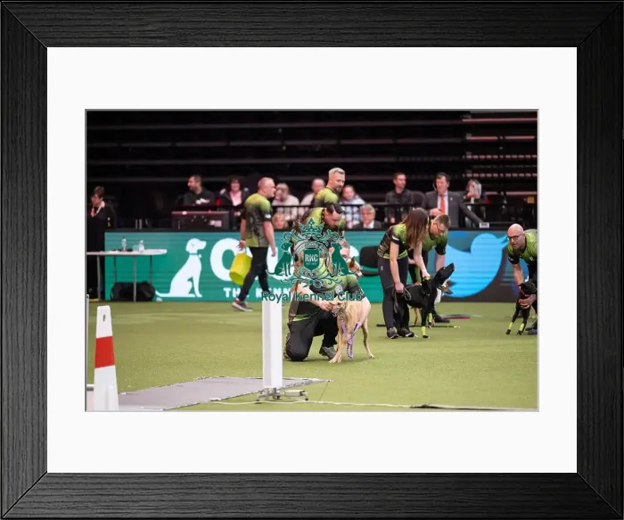 Framed Print : Flyball Crufts 2022 Framed Print : Flyball Crufts 2022