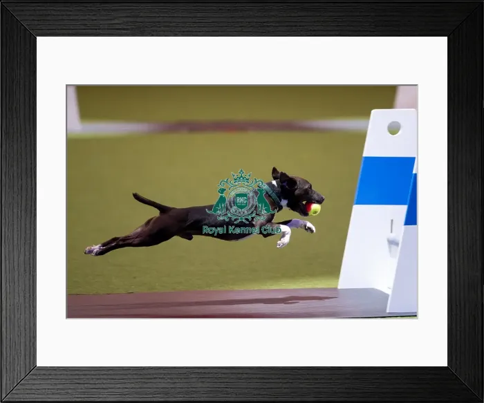 Framed Print : Flyball Crufts 2022 Framed Print : Flyball Crufts 2022