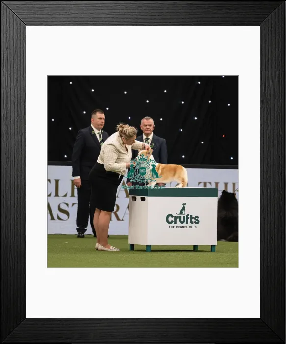 Framed Print : Pastoral Group judging Crufts 2022