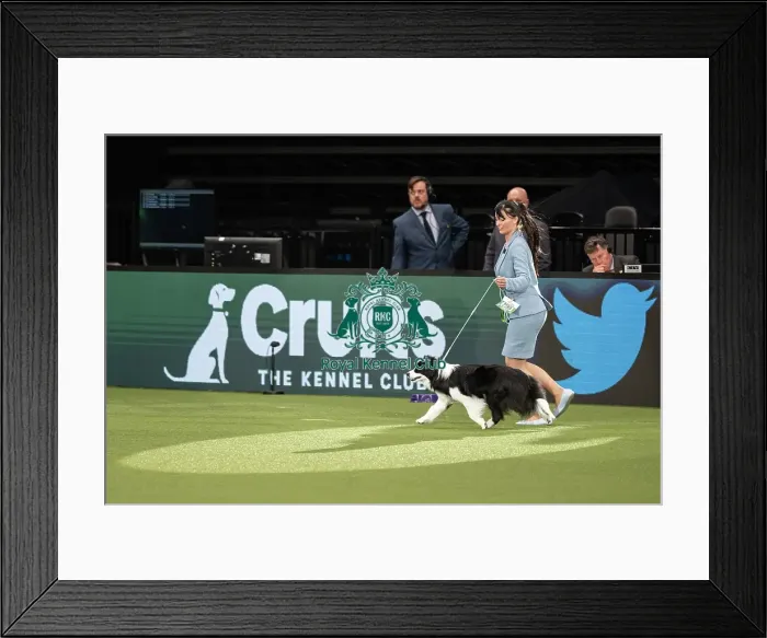 Framed Print : Pastoral Group judging Crufts 2022 Framed Print : Pastoral Group judging Crufts 2022