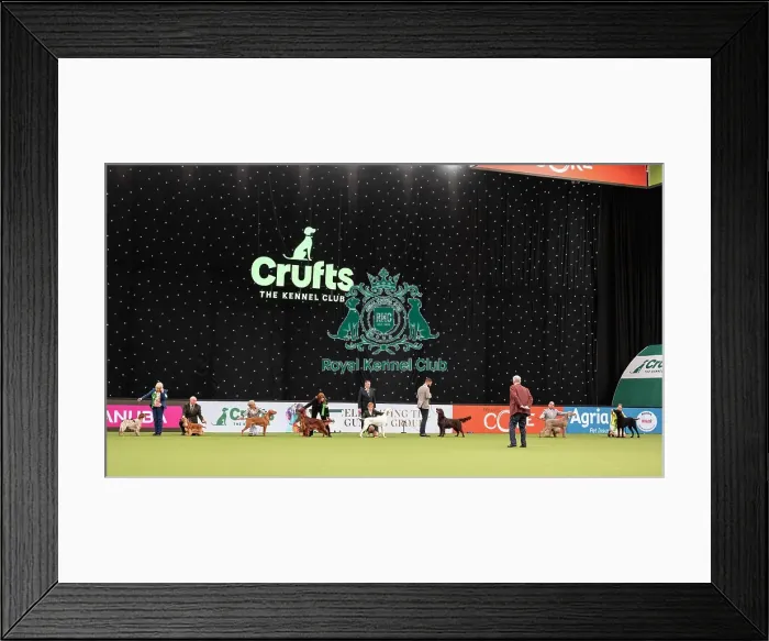 Framed Print : Gundog Group Judging Crufts 2022