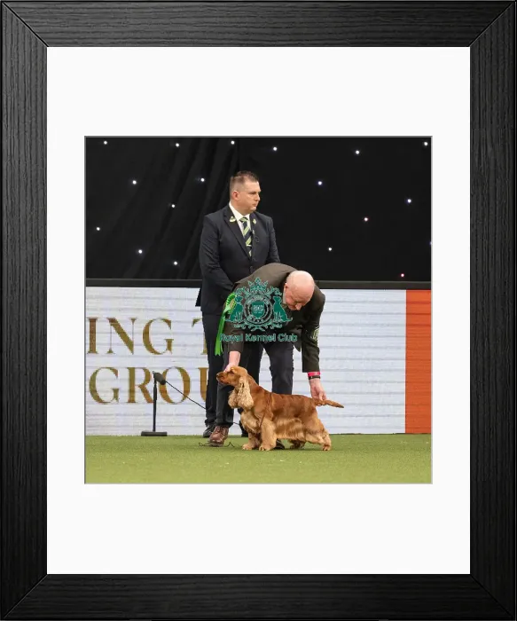 Framed Print : Gundog Group Judging Crufts 2022 Framed Print : Gundog Group Judging Crufts 2022