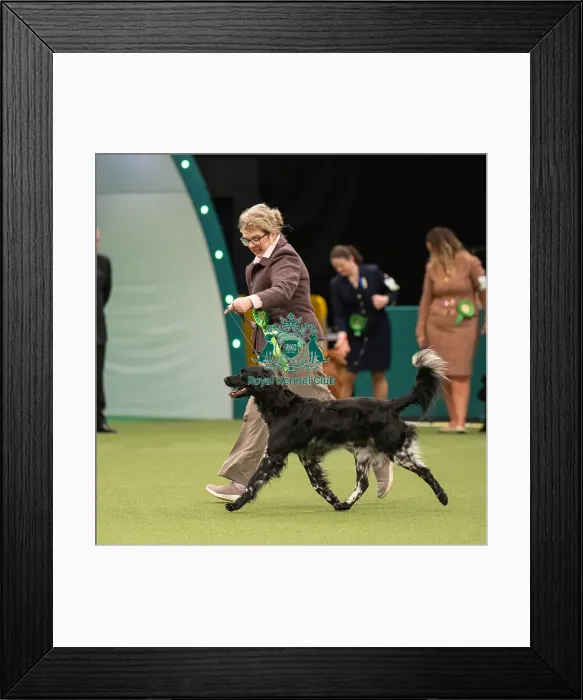 Framed Print : Gundog Group Judging Crufts 2022 Framed Print : Gundog Group Judging Crufts 2022