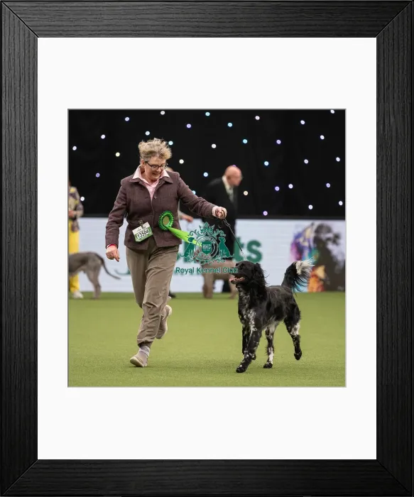 Framed Print : Gundog Group Judging Crufts 2022 Framed Print : Gundog Group Judging Crufts 2022