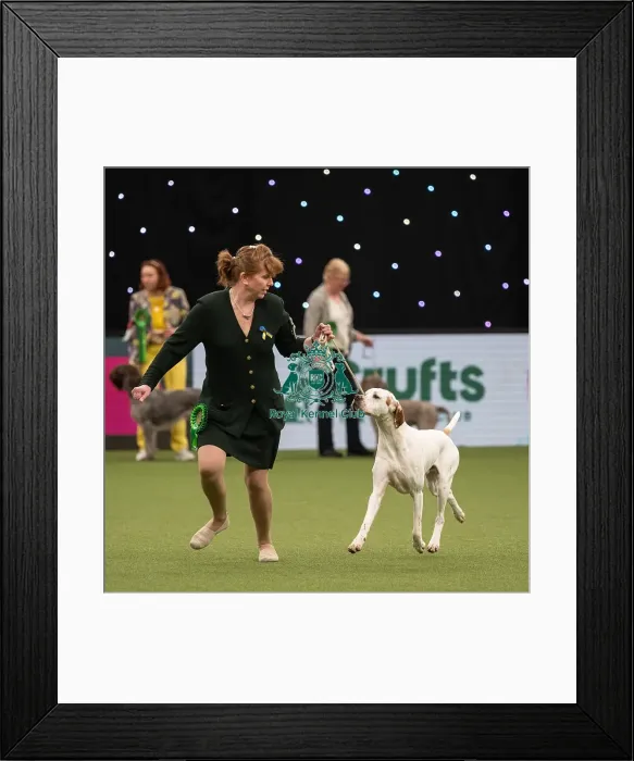 Framed Print : Gundog Group Judging Crufts 2022 Framed Print : Gundog Group Judging Crufts 2022
