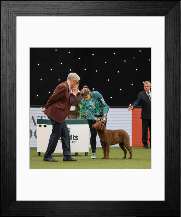 Framed Print : Gundog Group Judging Crufts 2022 Framed Print : Gundog Group Judging Crufts 2022