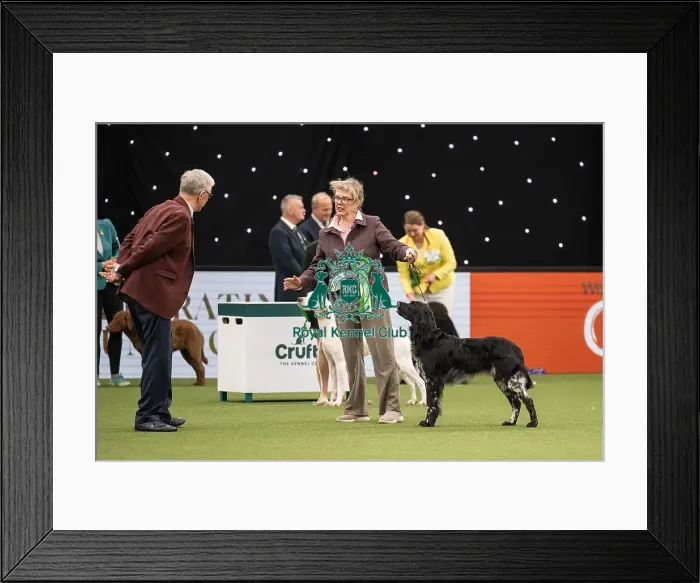 Framed Print : Gundog Group Judging Crufts 2022