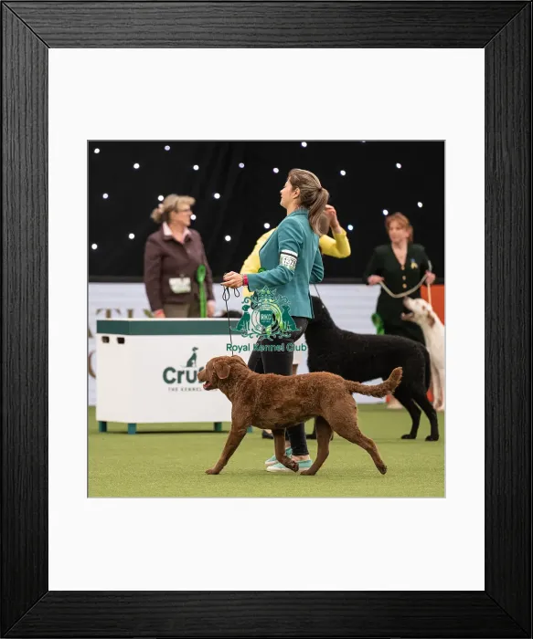 Framed Print : Gundog Group Judging Crufts 2022 Framed Print : Gundog Group Judging Crufts 2022