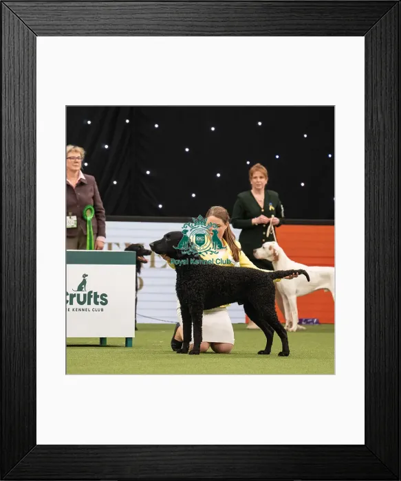 Framed Print : Gundog Group Judging Crufts 2022 Framed Print : Gundog Group Judging Crufts 2022
