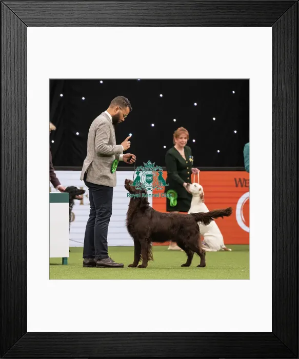 Framed Print : Gundog Group Judging Crufts 2022