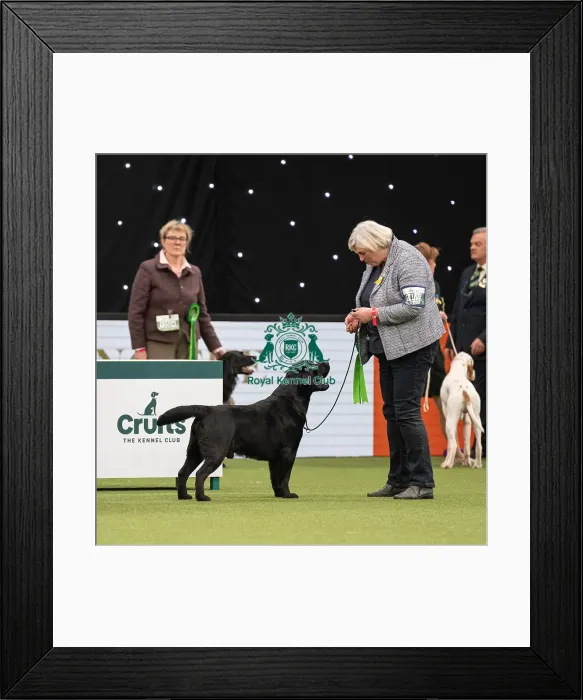 Framed Print : Gundog Group Judging Crufts 2022 Framed Print : Gundog Group Judging Crufts 2022
