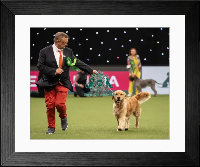 Framed Print : Gundog Group Judging Crufts 2022 Framed Print : Gundog Group Judging Crufts 2022