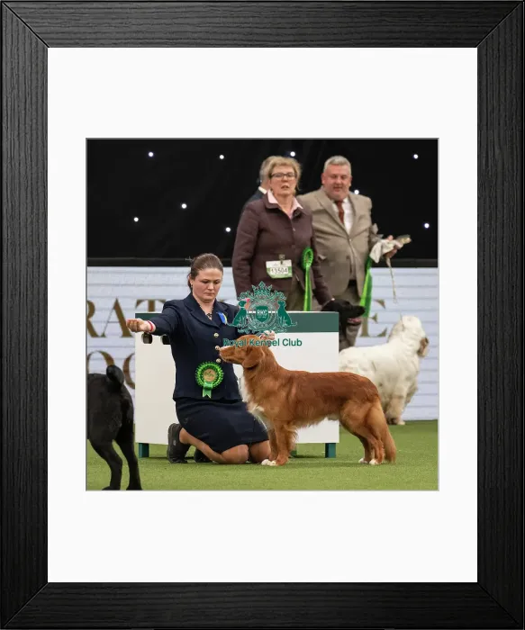 Framed Print : Gundog Group Judging Crufts 2022 Framed Print : Gundog Group Judging Crufts 2022