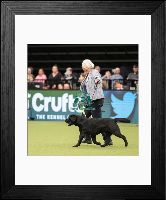 Framed Print : Gundog Group Judging Crufts 2022 Framed Print : Gundog Group Judging Crufts 2022