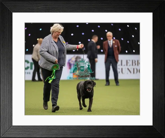 Framed Print : Gundog Group Judging Crufts 2022 Framed Print : Gundog Group Judging Crufts 2022
