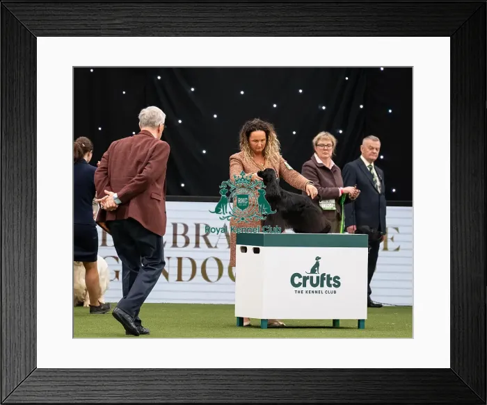 Framed Print : Gundog Group Judging Crufts 2022 Framed Print : Gundog Group Judging Crufts 2022