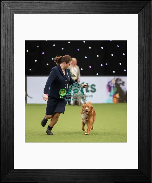 Framed Print : Gundog Group Judging Crufts 2022 Framed Print : Gundog Group Judging Crufts 2022