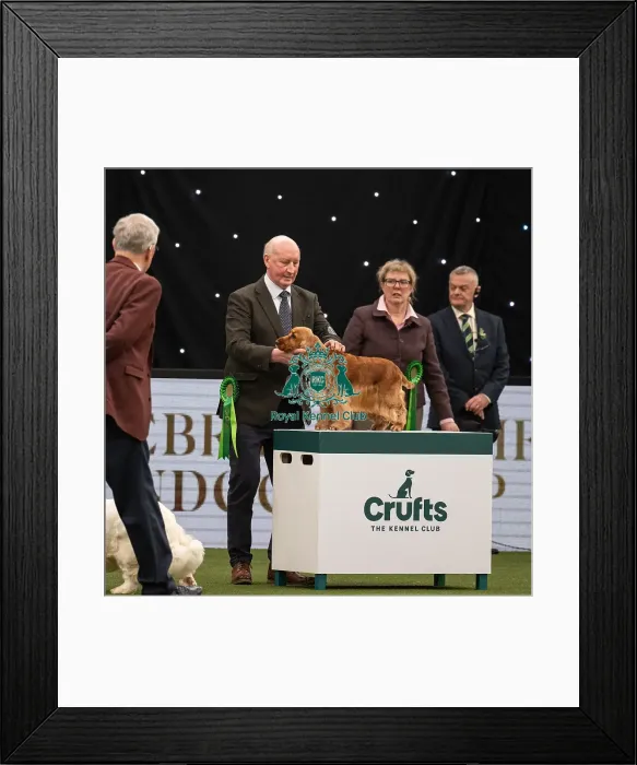Framed Print : Gundog Group Judging Crufts 2022 Framed Print : Gundog Group Judging Crufts 2022