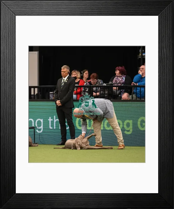 Framed Print : Gundog Group Judging Crufts 2022 Framed Print : Gundog Group Judging Crufts 2022