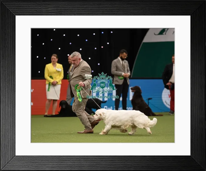 Framed Print : Gundog Group Judging Crufts 2022 Framed Print : Gundog Group Judging Crufts 2022