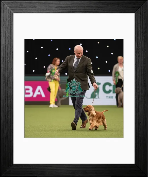 Framed Print : Gundog Group Judging Crufts 2022