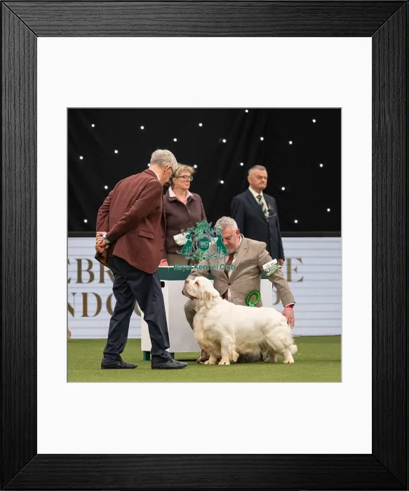 Framed Print : Gundog Group Judging Crufts 2022 Framed Print : Gundog Group Judging Crufts 2022