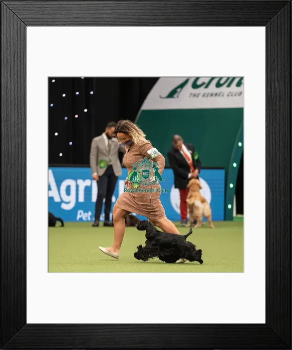 Framed Print : Gundog Group Judging Crufts 2022 Framed Print : Gundog Group Judging Crufts 2022