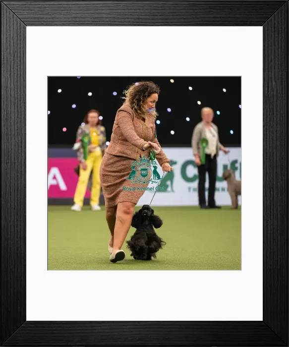 Framed Print : Gundog Group Judging Crufts 2022 Framed Print : Gundog Group Judging Crufts 2022