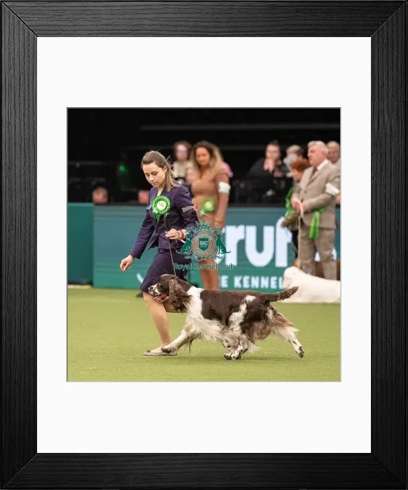 Framed Print : Gundog Group Judging Crufts 2022 Framed Print : Gundog Group Judging Crufts 2022
