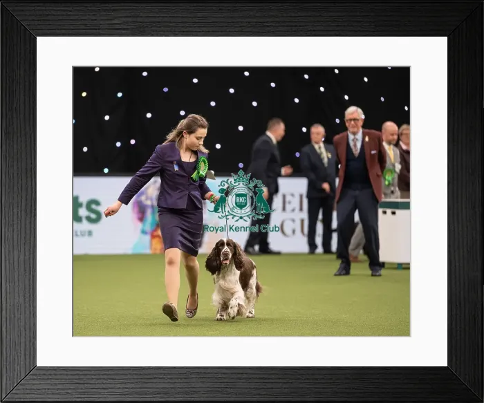 Framed Print : Gundog Group Judging Crufts 2022 Framed Print : Gundog Group Judging Crufts 2022