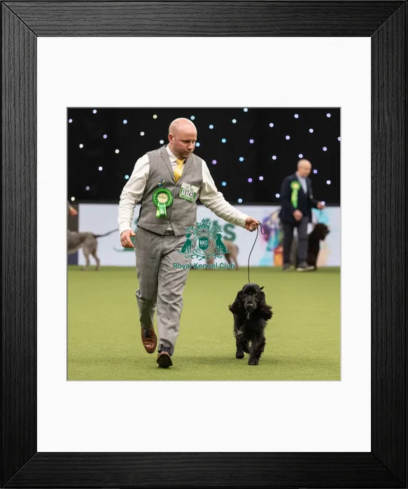 Framed Print : Gundog Group Judging Crufts 2022 Framed Print : Gundog Group Judging Crufts 2022