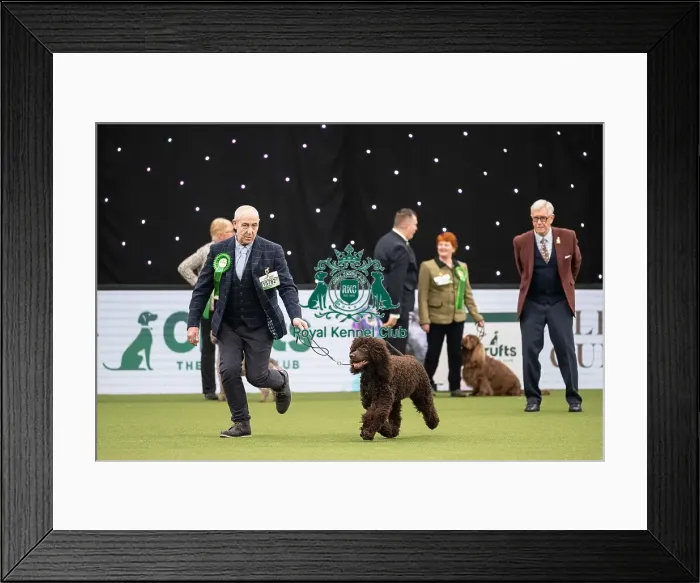 Framed Print : Gundog Group Judging Crufts 2022 Framed Print : Gundog Group Judging Crufts 2022