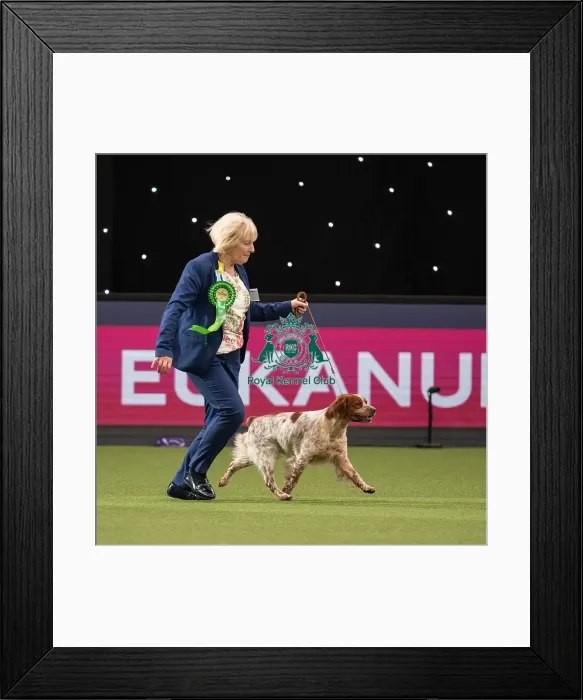 Framed Print : Gundog Group Judging Crufts 2022